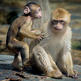 猿,動(dòng)物園,動(dòng)物