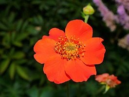 花,开花,野草莓