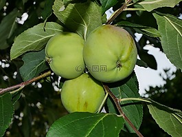 蘋(píng)果樹(shù),綠色,水果