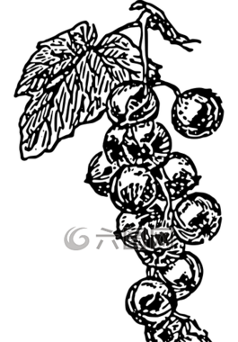 葡萄,藤,群集