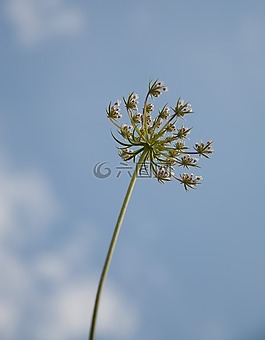 花,宏,性質(zhì)