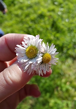 雛菊,鮮花,禮物