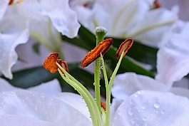 百合,花,花卉郵票