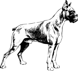 拳擊手,狗,品種
