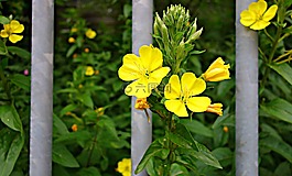 花,植物,黃色花