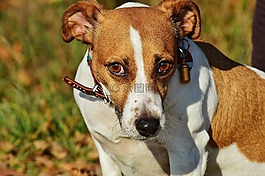 杰克羅素,小獵犬,狗