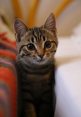 可愛,縱向,動物