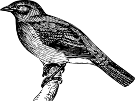 鳥,坐,樹