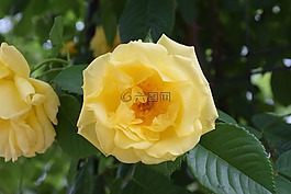 花,黃色,美麗