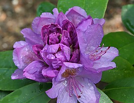 杜鵑,花,開放