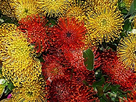 花,開花,廠