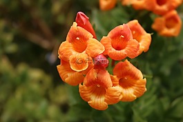 花,自然,植物區(qū)系