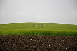 綠色的田野,天空和現場,綠色小麥