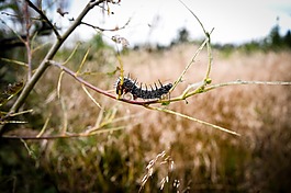 卡特彼勒,性質(zhì),昆蟲