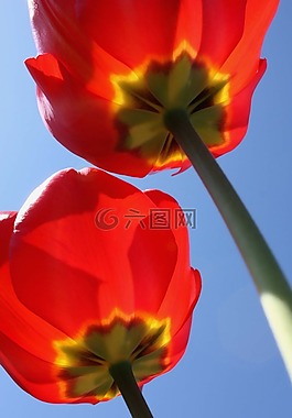 郁金香,鮮花,性質