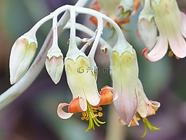花,仙人掌花,鐘