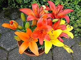 開花,花,黃色