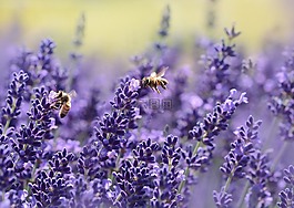 熏衣草,蜜蜂,夏季
