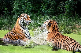虎,貓,動物園