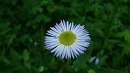 自然,夏天,植物區(qū)系