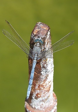 蓝蜻蜓,筏,orthetrum coerulescens