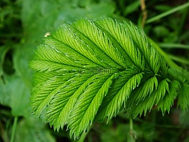 自然,植物區(qū)系,草