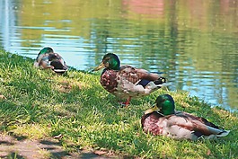 鴨,野鴨,野生鳥類