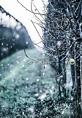 冬天,蘋果,雪