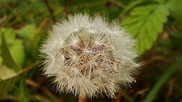 自然,植物區(qū)系,蒲公英