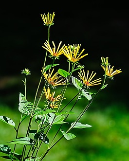 花,自然,植物區(qū)系