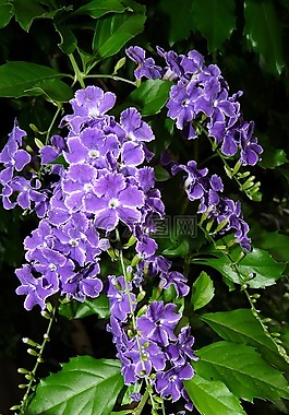 自然,花,花園