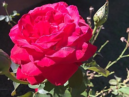 罗莎,鲜花,ferraosto