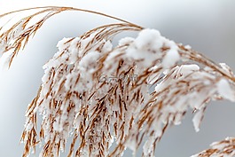 冬天,廠,雪