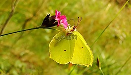 性質(zhì),花,在法院的