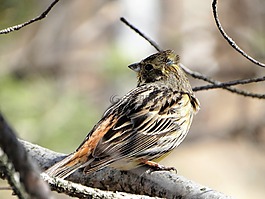 鳥,生活的本質,性質