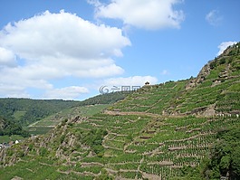 葡萄園,葡萄種植,性質(zhì)