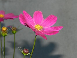 紫色,宇宙,鮮花