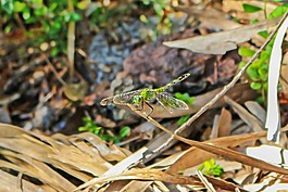 蜻蜓,昆蟲,libellulidae