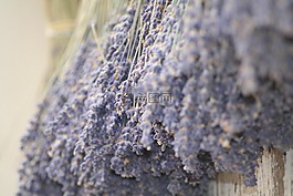 熏衣草,普羅旺斯,性質(zhì)
