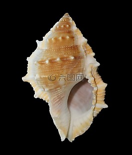 海貝殼,軟體動物,海洋
