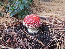 毒菌,菌類,秋