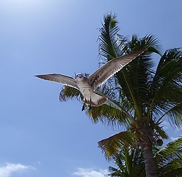 海鷗,鳥,鷗