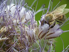 花,蜜蜂,開花