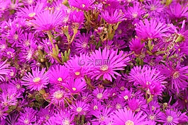 花,粉色,性質(zhì)