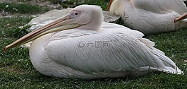 鵜,休息,鳥