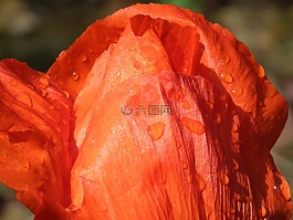 罌粟花,紅色,花