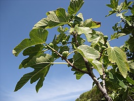 葉子,綠色,樹