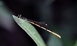 娘,昆虫,类昆虫