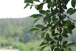樹,葉,綠色