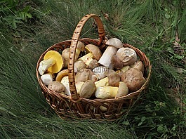 蘑菇,籃,牛肝菌